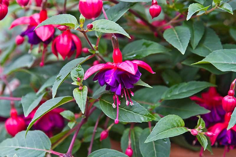 Tips for Watering Fuchsia Plants